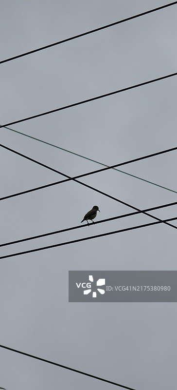小鸟停留在电线上图片素材