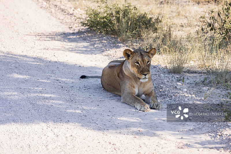 纳米比亚沙漠非洲狮图片素材