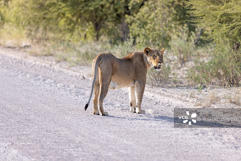 纳米比亚沙漠非洲狮图片素材