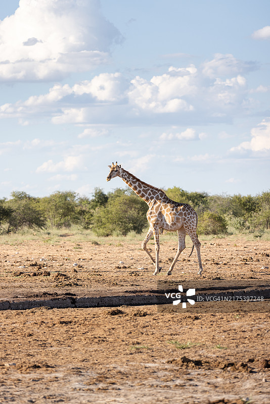 纳米比亚沙漠长颈鹿图片素材