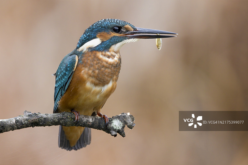 翠鸟嘴里叼着鱼栖息在树枝上图片素材