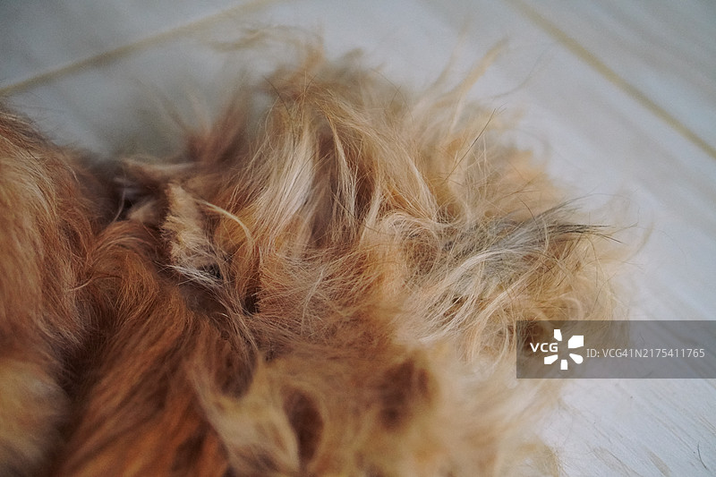 狗毛纹理图片素材