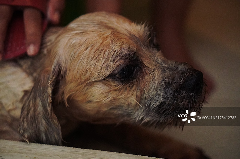 狗狗洗澡图片素材