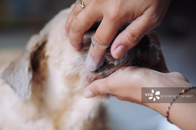 西施犬洗澡图片素材