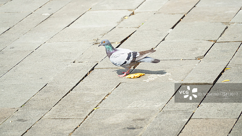 在街上行走，以人类食物为食的岩鸽图片素材