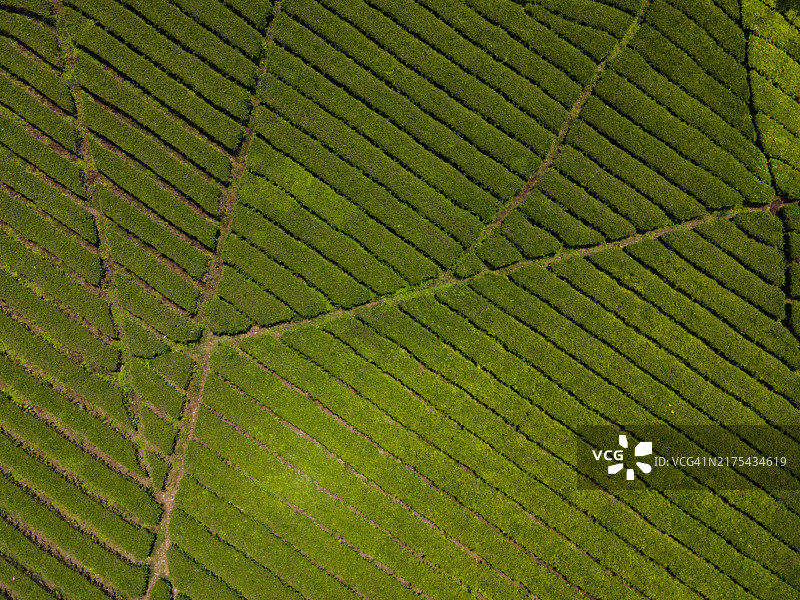 西爪哇的班加连岸茶园图片素材