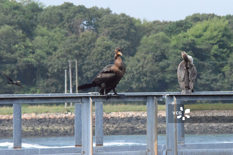 双冠鸬鹚图片素材