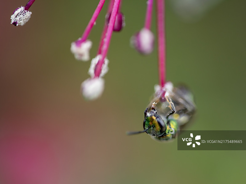 绿兰花蜂与花蕊图片素材