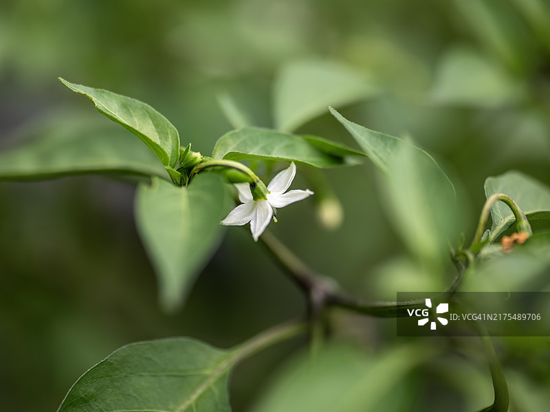 辣椒花图片素材