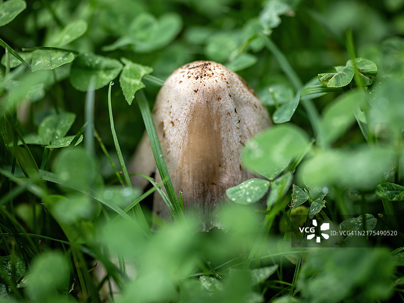 草坪中雨后的蘑菇图片素材
