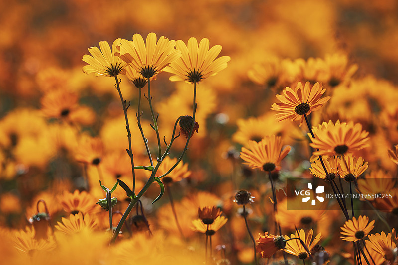 逆光下的腺状金盏菊图片素材