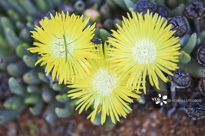 多汁的野花图片素材