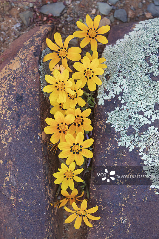 南非雏菊图片素材
