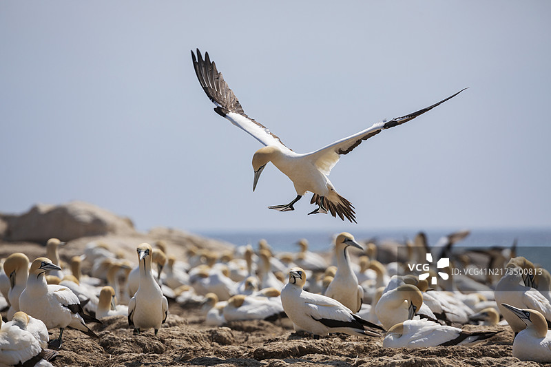 南非鸬鹚降落在巢穴上图片素材