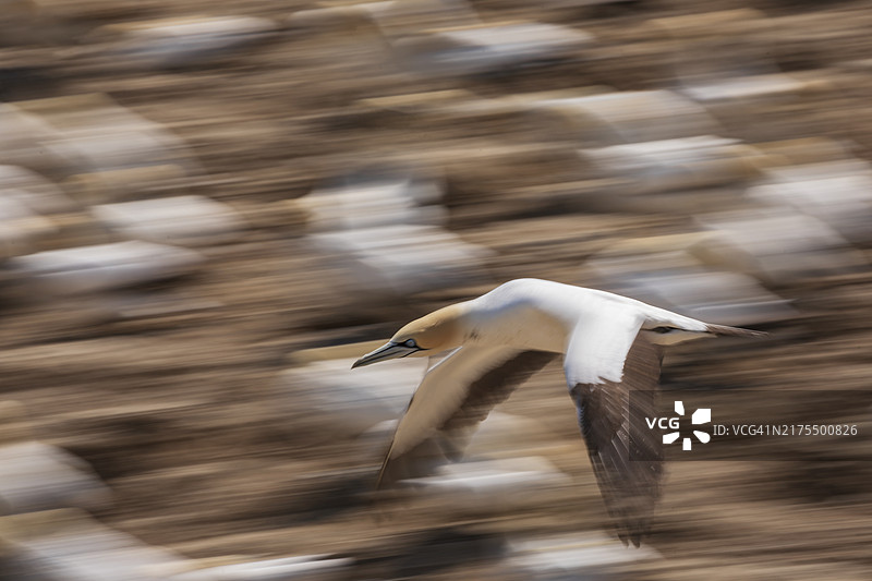 飞翔中的开普海鸥在繁殖群落上空图片素材