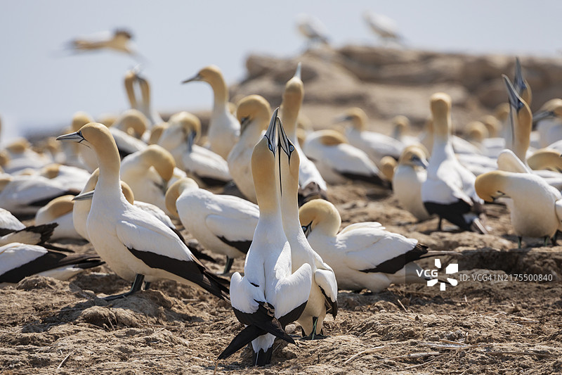 南非鸬鹚在巢穴处求偶图片素材