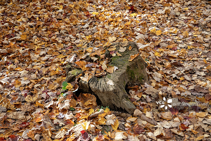 彩色落叶图片素材