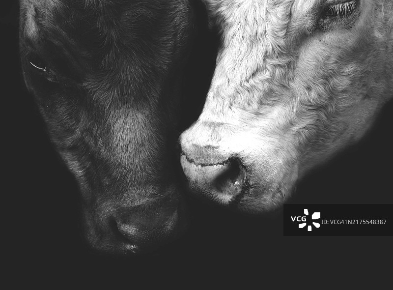 公牛和母牛的温馨时刻图片素材