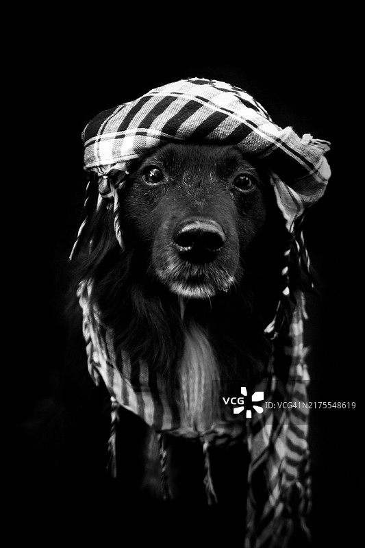头部裹着黑白围巾的黑狗图片素材