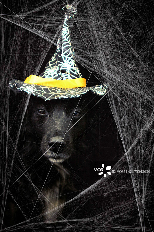 戴万圣节帽子的黑狗与蜘蛛网，黑色背景图片素材