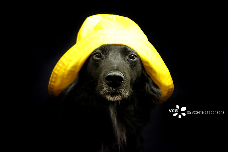 戴着防雨帽的黑色狗狗图片素材