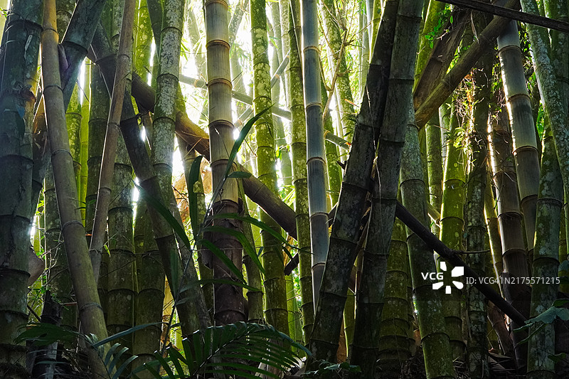 竹林图片素材