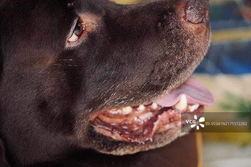 巧克力色拉布拉多犬图片素材
