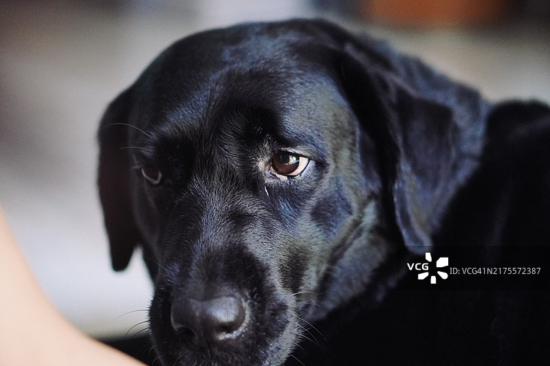 黑色拉布拉多犬特写图片素材