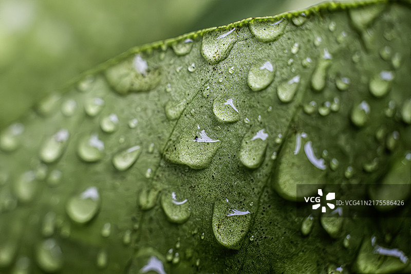 雨后树叶上的水滴图片素材