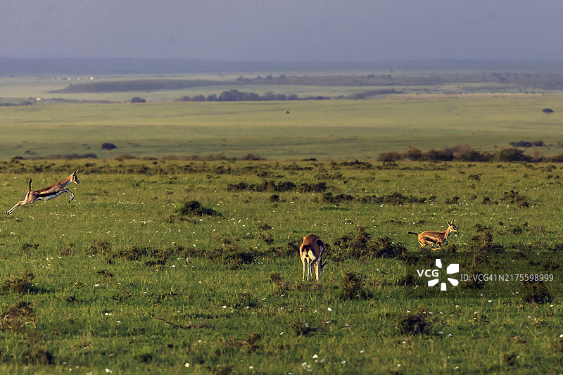 两只汤姆森瞪羚在马赛马拉清晨跳跃图片素材