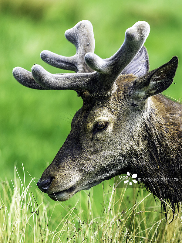 英国伦敦里士满公园的红鹿肖像图片素材