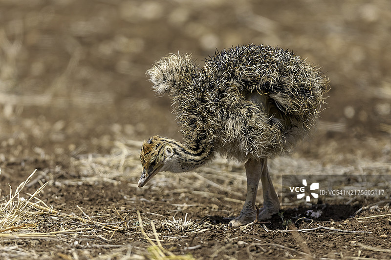 幼年鸵鸟在肯尼亚桑布鲁国家保护区觅食图片素材