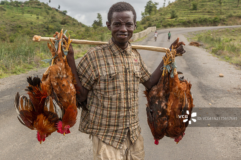 出售鸡图片素材