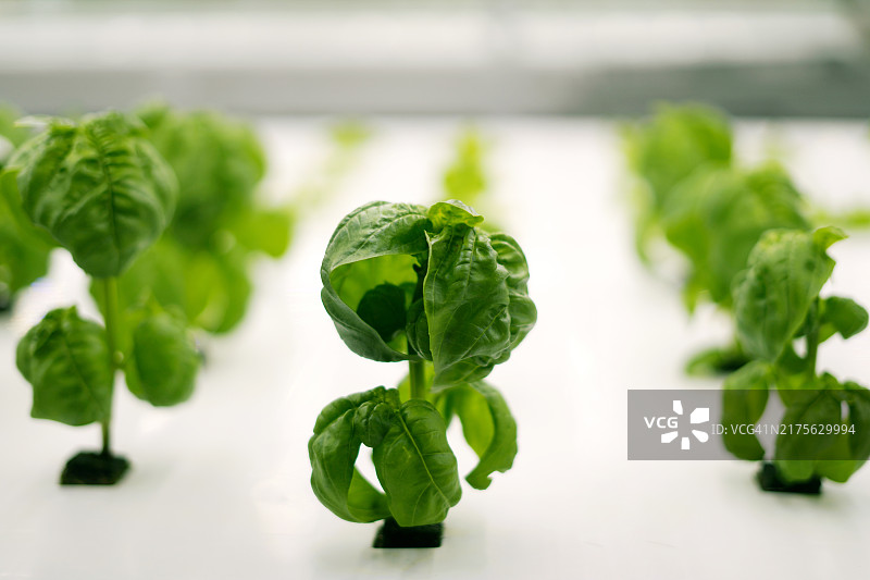 人工光照下生长的生菜图片素材