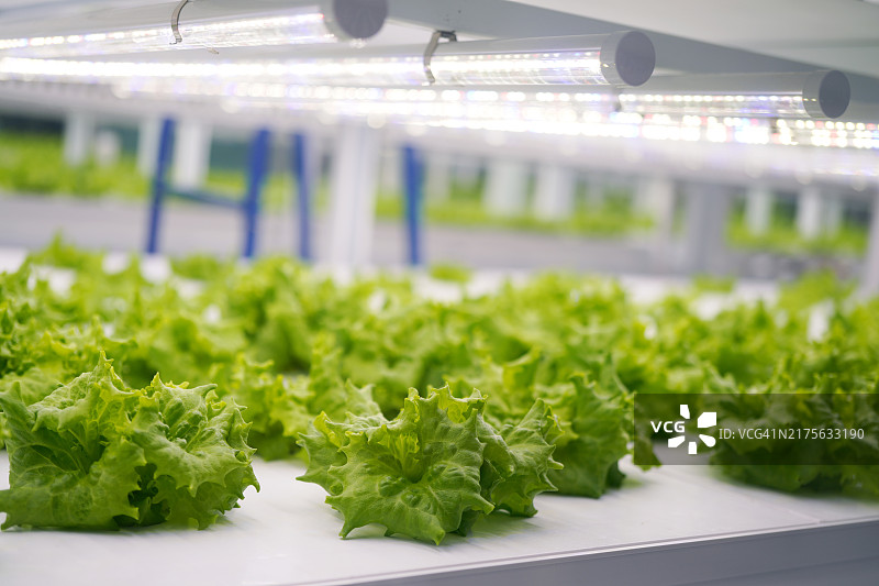 在人工照明下生长的蔬菜图片素材