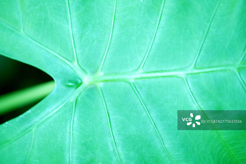 幡帘树叶图案图片素材