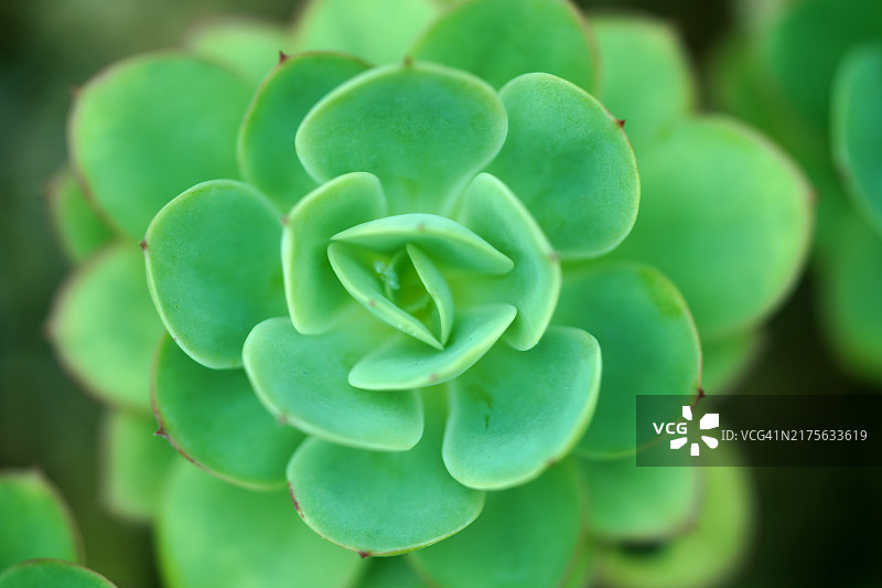 石莲花特写图片素材