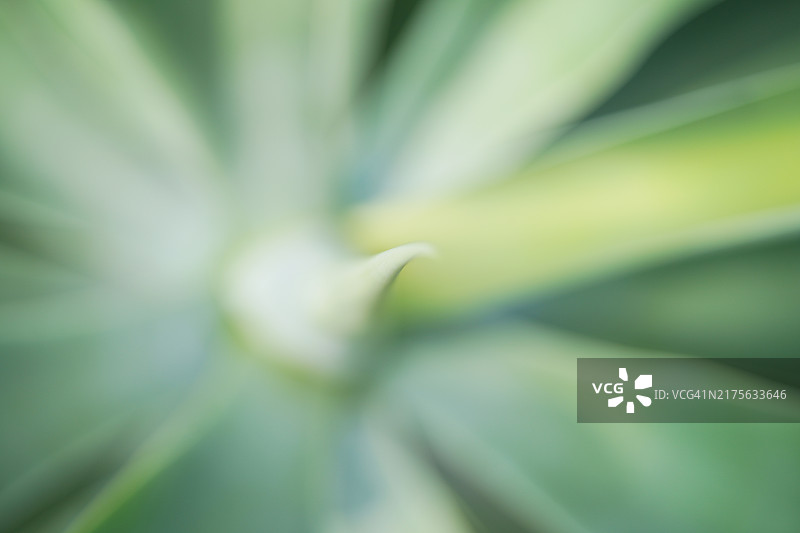 附加的菠萝虎尾兰图片素材