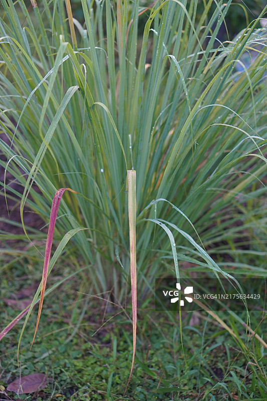 香茅蔬菜图片素材