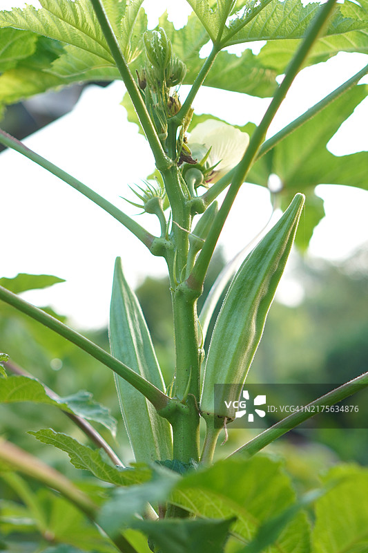 秋葵（女士手指）Abelmoschus esculentus图片素材