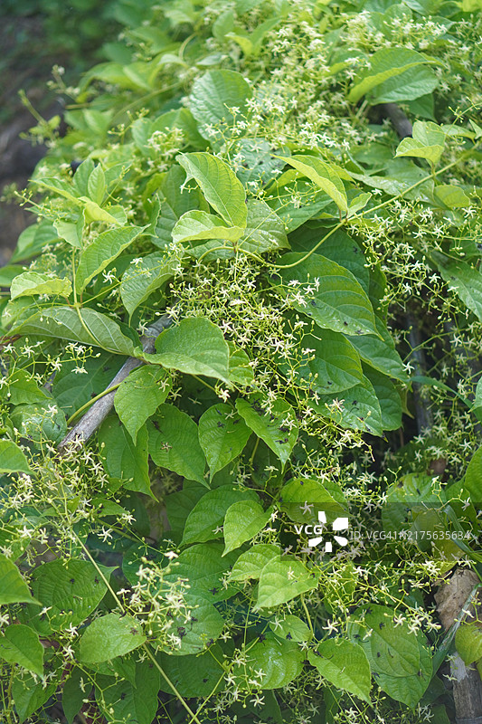 巴西胡椒树图片素材