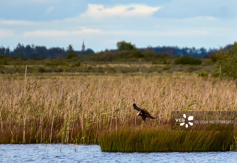 秋季，白腹隼雕降落在芦苇中，远处有教堂塔楼和树木，天空呈蓝色图片素材