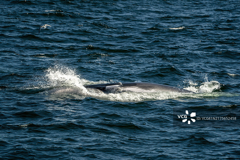 在马萨诸塞州海恩尼斯，鱼儿的末日图片素材