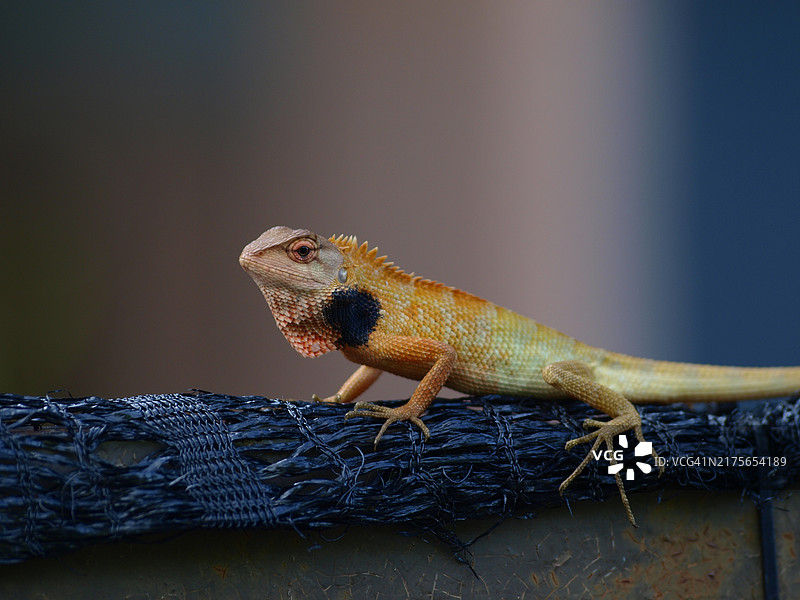 丽纹龙蜥：喉咙上带有黑色斑块，栖息在白色表面图片素材