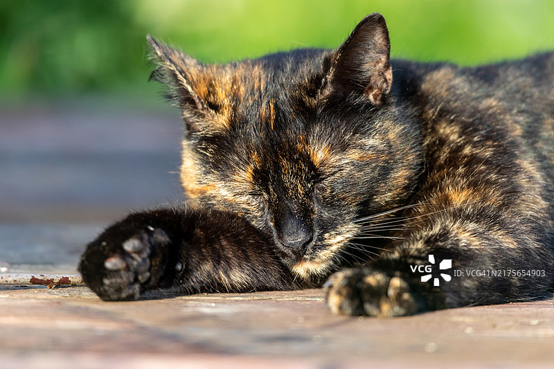 猫咪睡觉的特写镜头图片素材