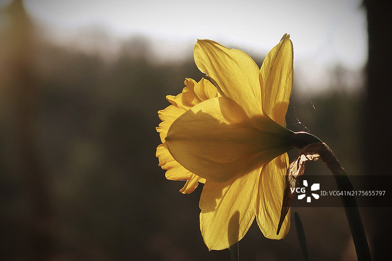 黄色花朵特写，克莱蒙特，新罕布什尔州，美国图片素材
