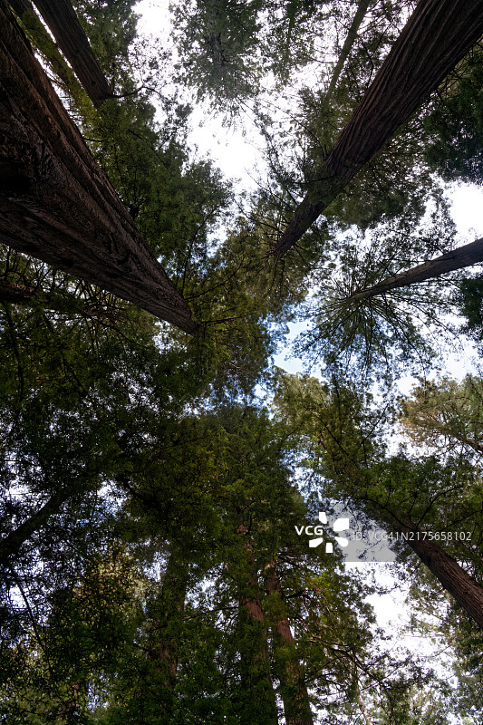在美国洪堡红杉州立公园度过一天图片素材