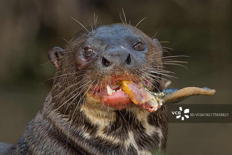海豹在巴西北部潘塔纳尔湿地的特写图片素材