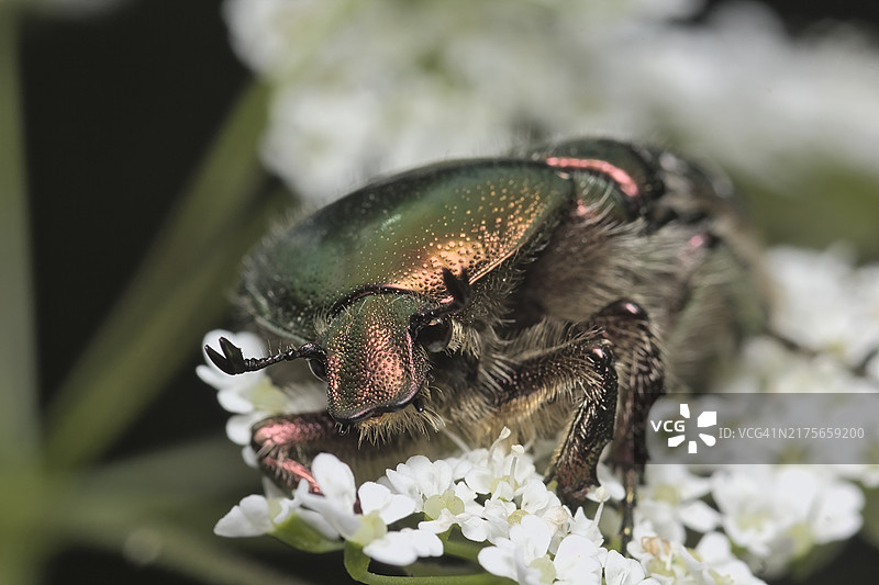 花朵上的昆虫特写图片素材