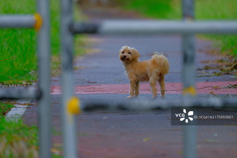 站在人行道上的宠物犬画像图片素材